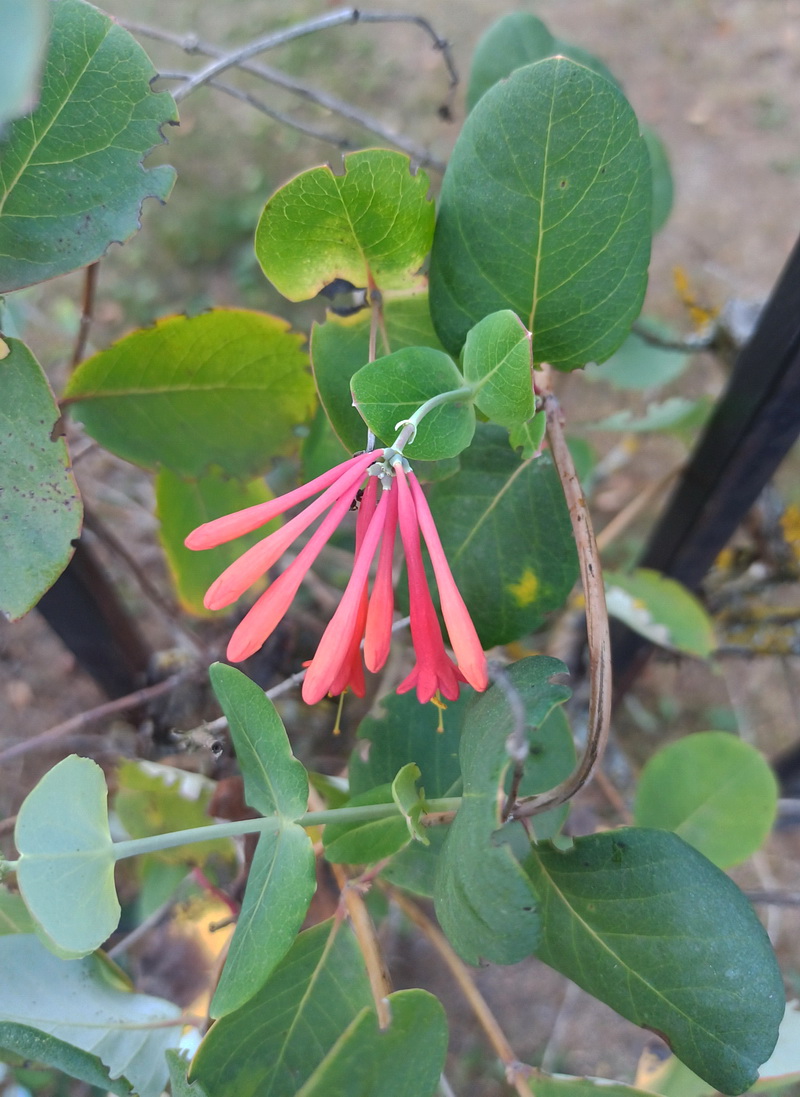 Image of genus Lonicera specimen.