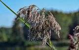 Phragmites australis. Соплодие. Московская обл., Щёлковский р-н, окр. Монино, Леданово озеро, в воде у берега. 15.09.2024.