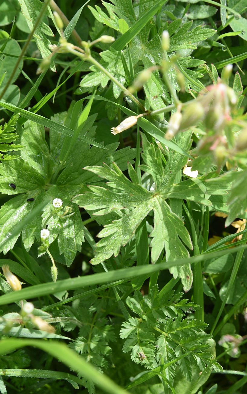 Изображение особи род Geranium.