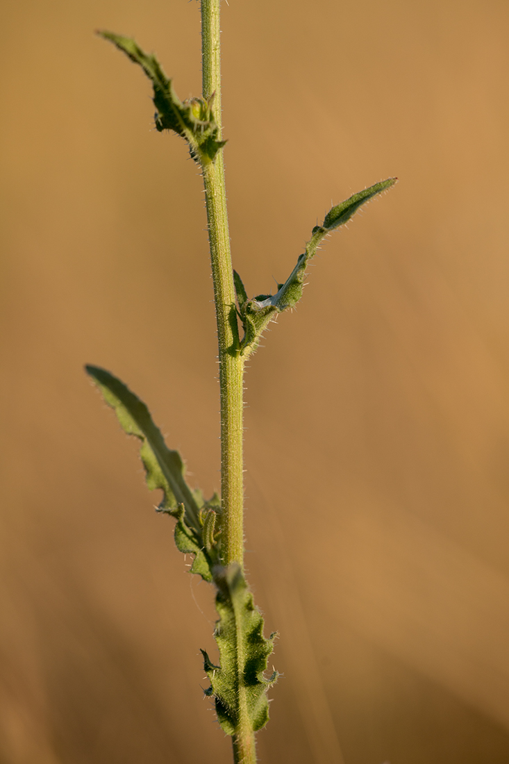 Image of Picris hieracioides specimen.