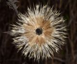 Echinops sphaerocephalus