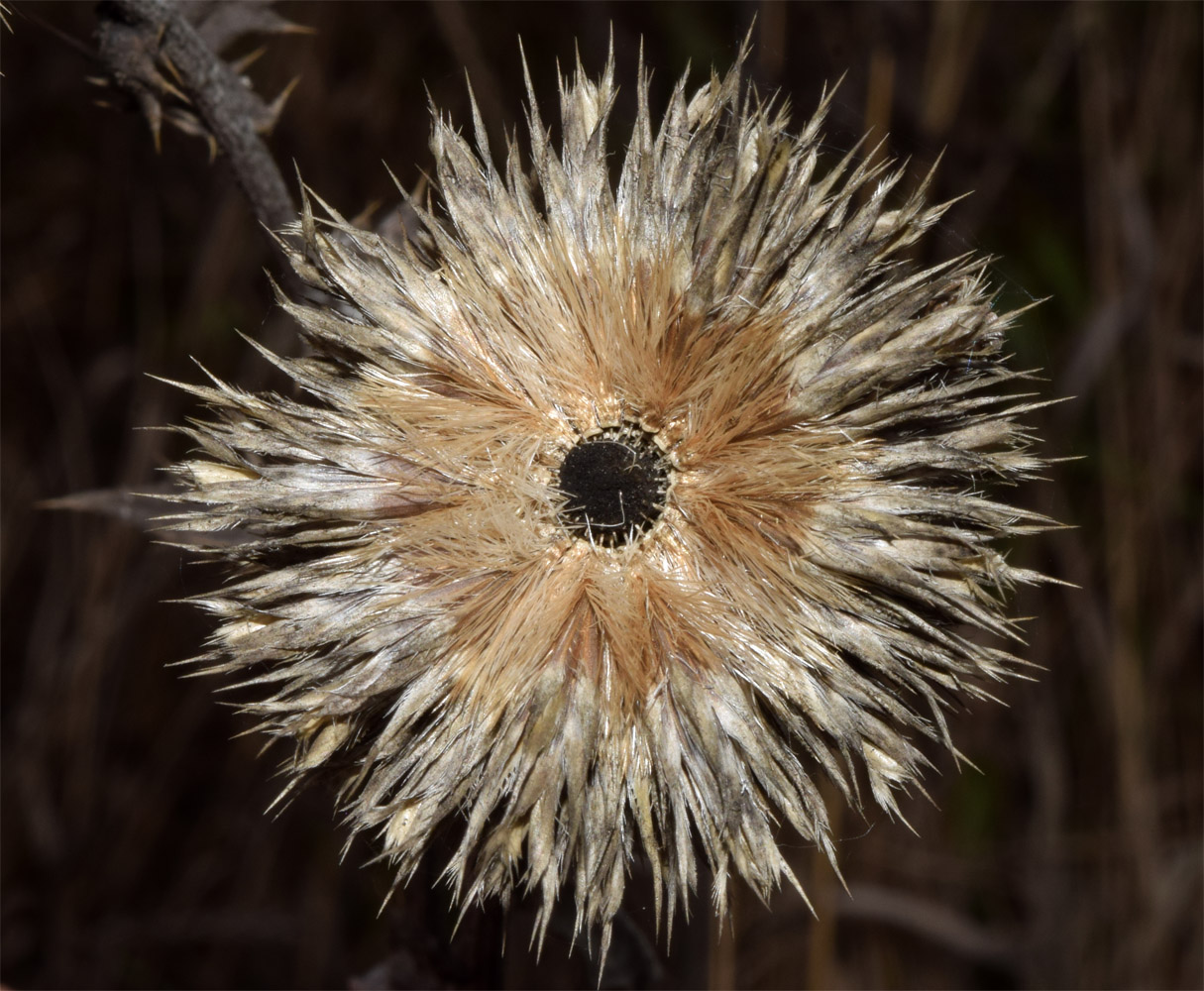 Изображение особи Echinops sphaerocephalus.