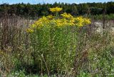 Solidago canadensis. Цветущие растения. Московская обл., Одинцовский гор. округ, окр. г. Звенигород, залежь на опушке смешанного леса. 18.08.2024.