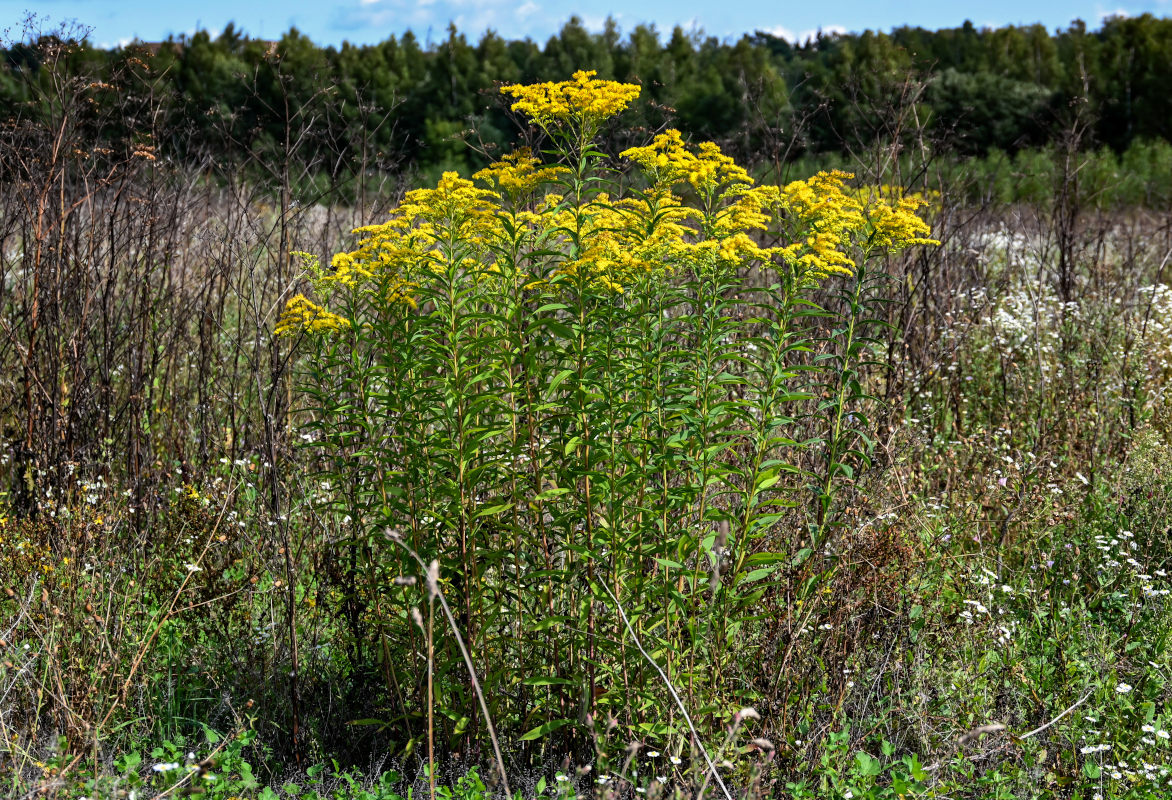 Image of Solidago canadensis specimen.