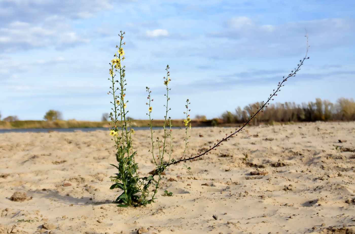 Image of Verbascum blattaria specimen.