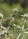 Echinops spinosissimus. Верхушка веточки с развивающимся соцветием. Турция, пров. Анталья, окр. с. Ариф, развалины древнего г. Ариканда, на старинной каменной кладке. 03.06.2024.