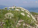 Heracleum leskovii. Верхушка побега с соцветием с кормящимися жуками и мухами. Карачаево-Черкесия, Зеленчукский р-н, гора Джисса, ≈ 1600 м н.у.м., на кромке скального обрыва. 14.06.2024.