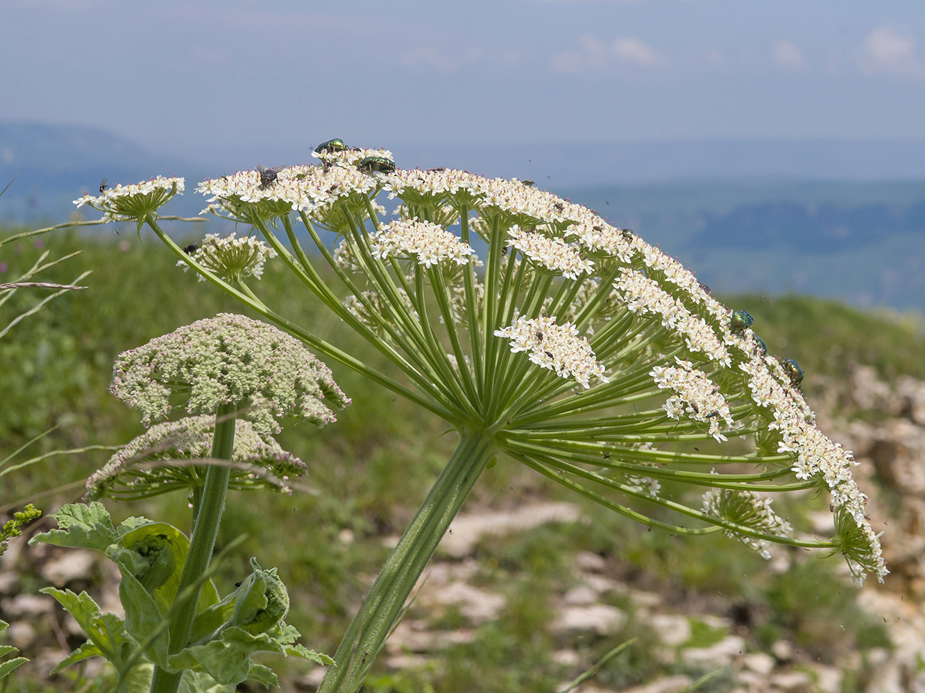 Image of Heracleum leskovii specimen.