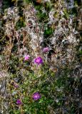 Epilobium hirsutum