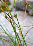 род Juncus