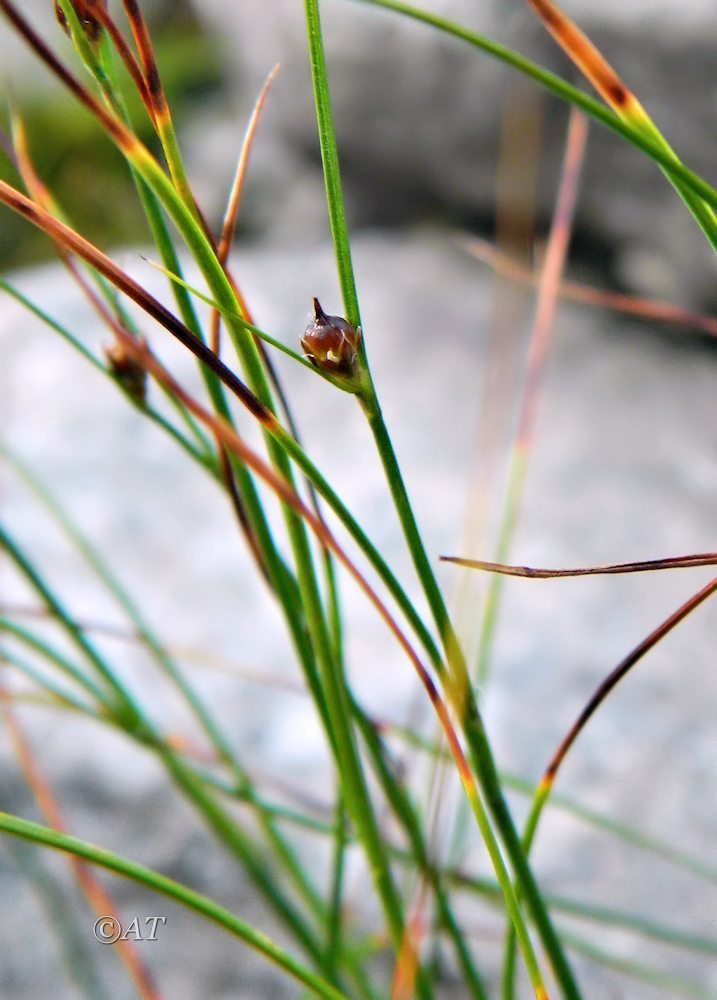 Image of genus Juncus specimen.