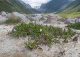 Astragalus alpinus. Отцветающее растение. Кабардино-Балкария, Черекский р-н, дол. р. Псыгансу, ≈ 2400 м н.у.м., донная морена. 30.07.2024.