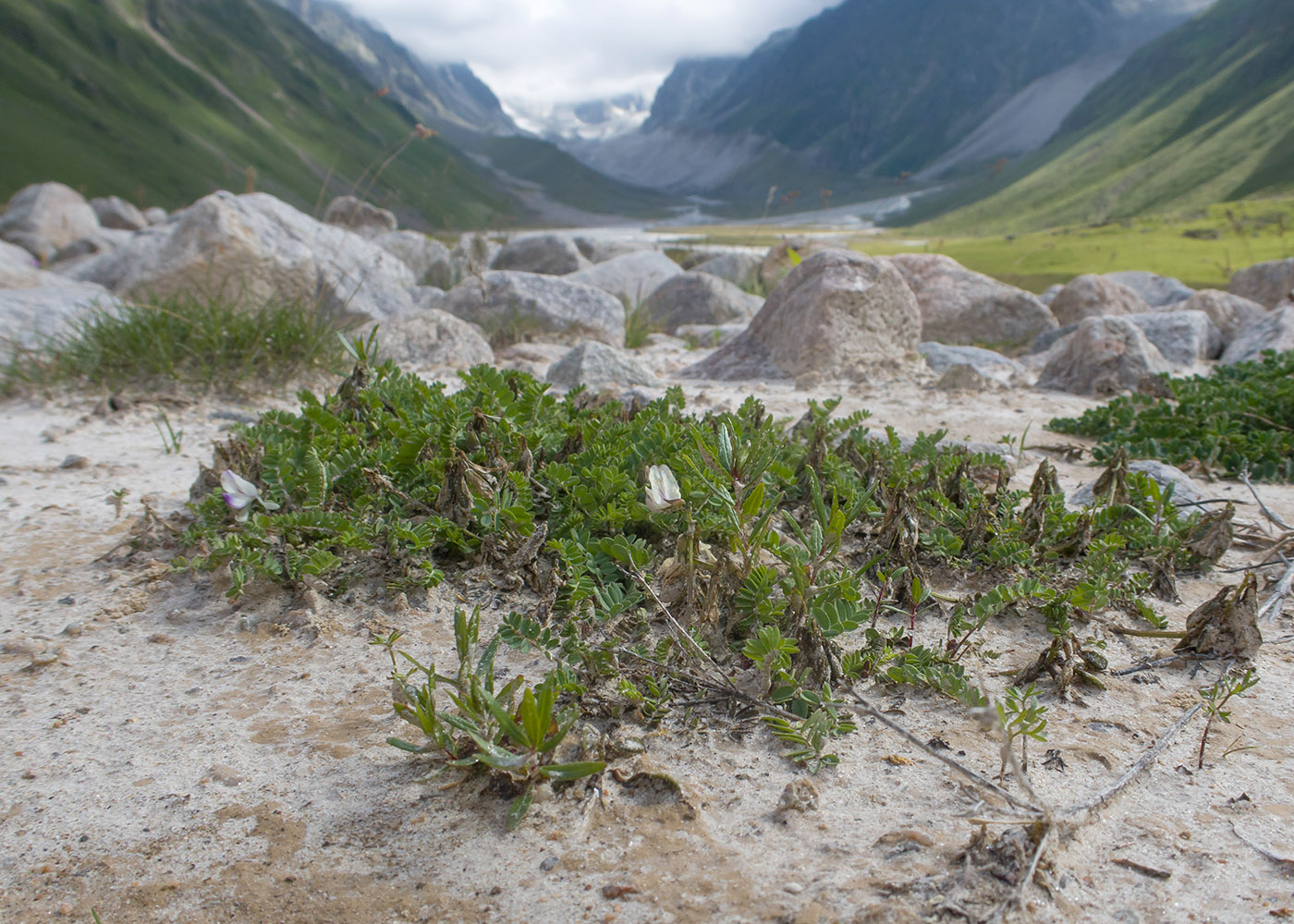 Image of genus Astragalus specimen.