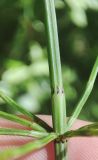 Equisetum palustre