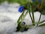 Scilla siberica