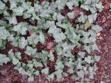 View full-size image Hedera helix