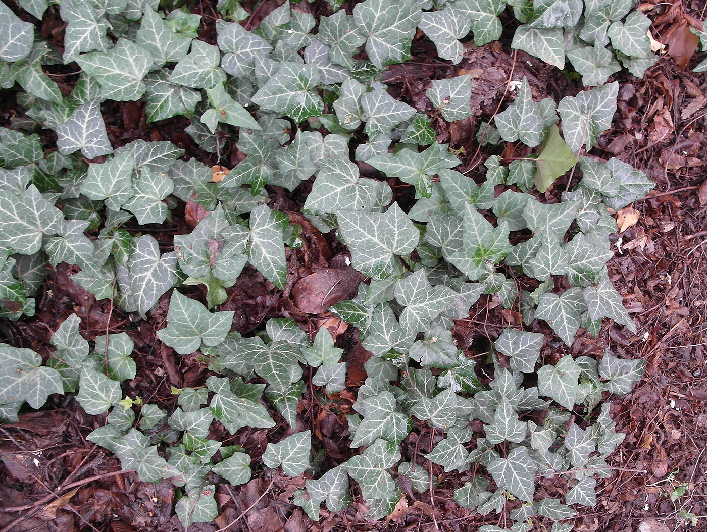 Изображение особи Hedera helix.