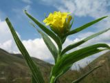 Смотреть изображение Ulugbekia tschimganica