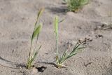 Смотреть изображение Hordeum leporinum