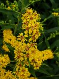 Смотреть изображение Solidago canadensis