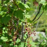 View full-size image Ribes biebersteinii