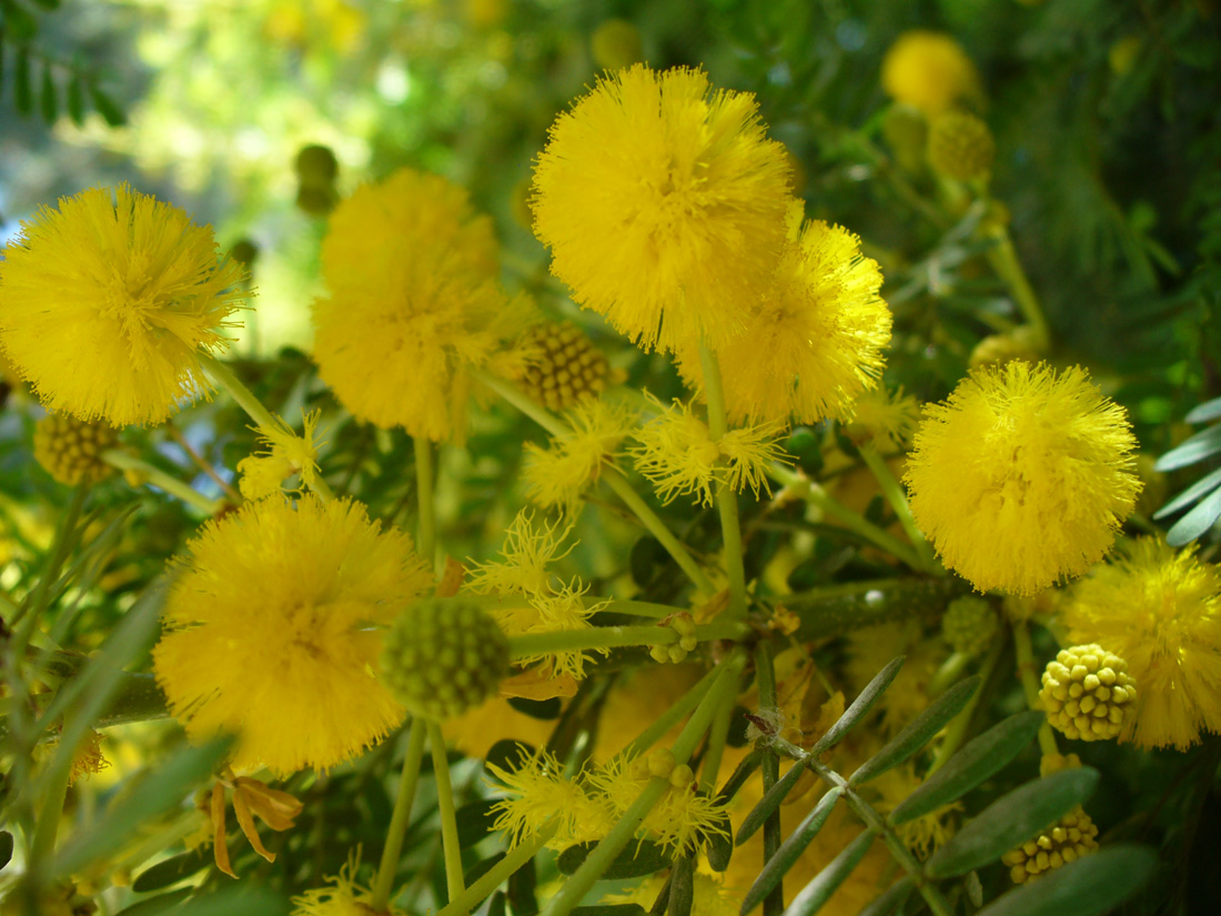 Image of genus Vachellia specimen.