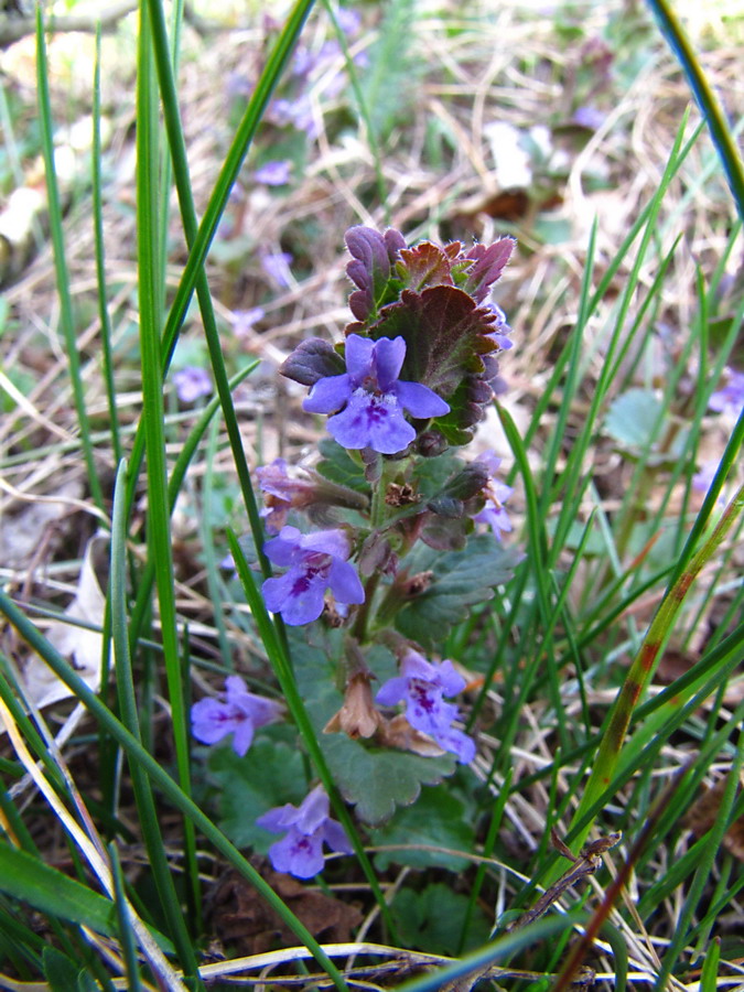 Изображение особи Glechoma hederacea.