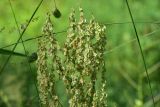 View full-size image genus Rumex