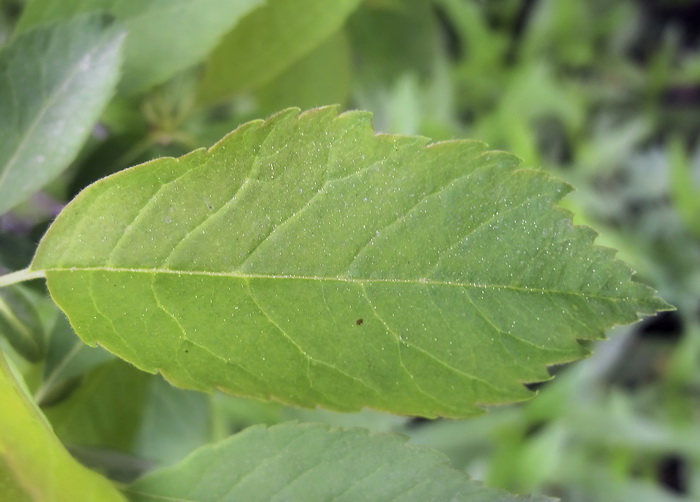 Image of Exochorda serratifolia specimen.