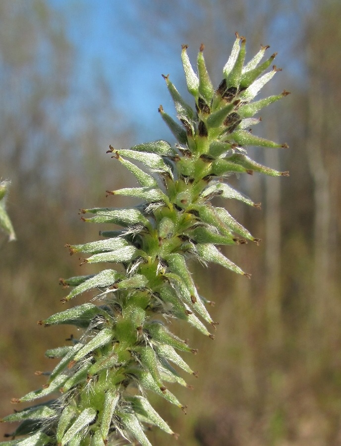 Image of Salix &times; tetrapla specimen.