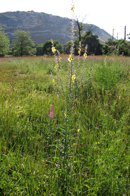 Image of Verbascum blattaria specimen.