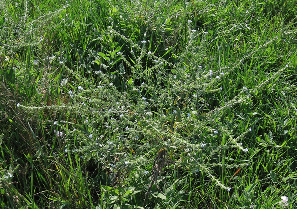 Липучка оттопыренная. Липучка растопыренная (Lappula squarrosa). Липучка ежевидная (Lappula squarrosa),. Липучка ежевидная сорняк. Липучка оттопыренная семена.