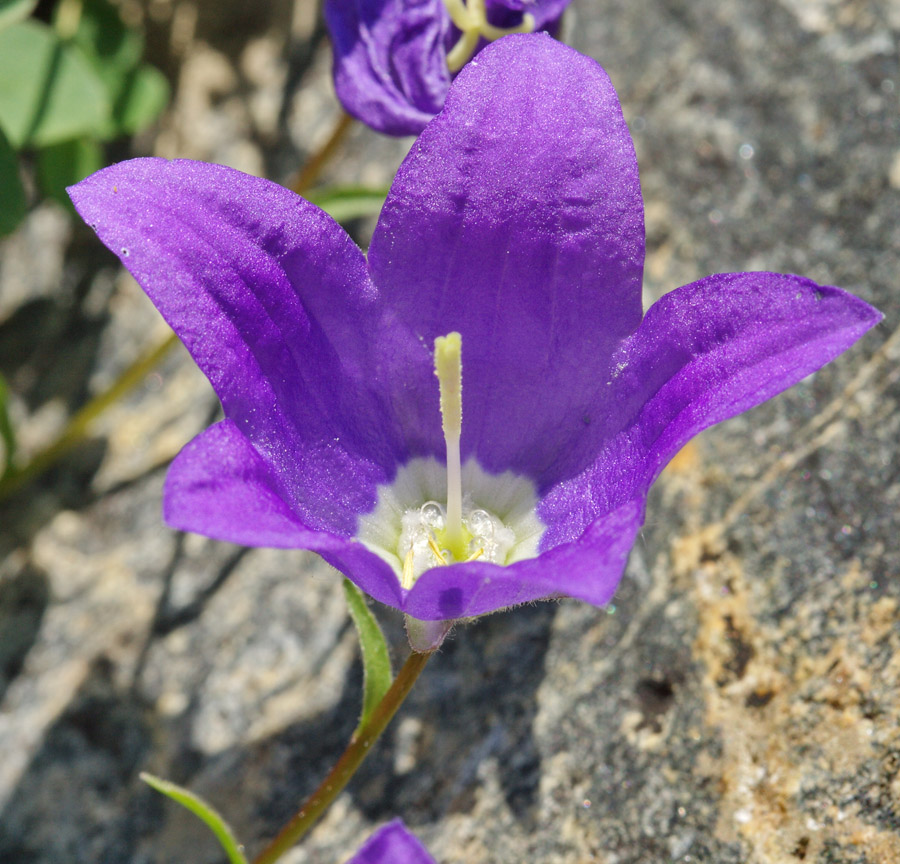 Изображение особи Campanula saxifraga.