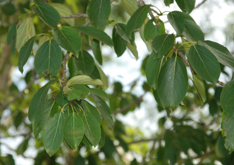 Тополь лавролистный фото дерева и листьев