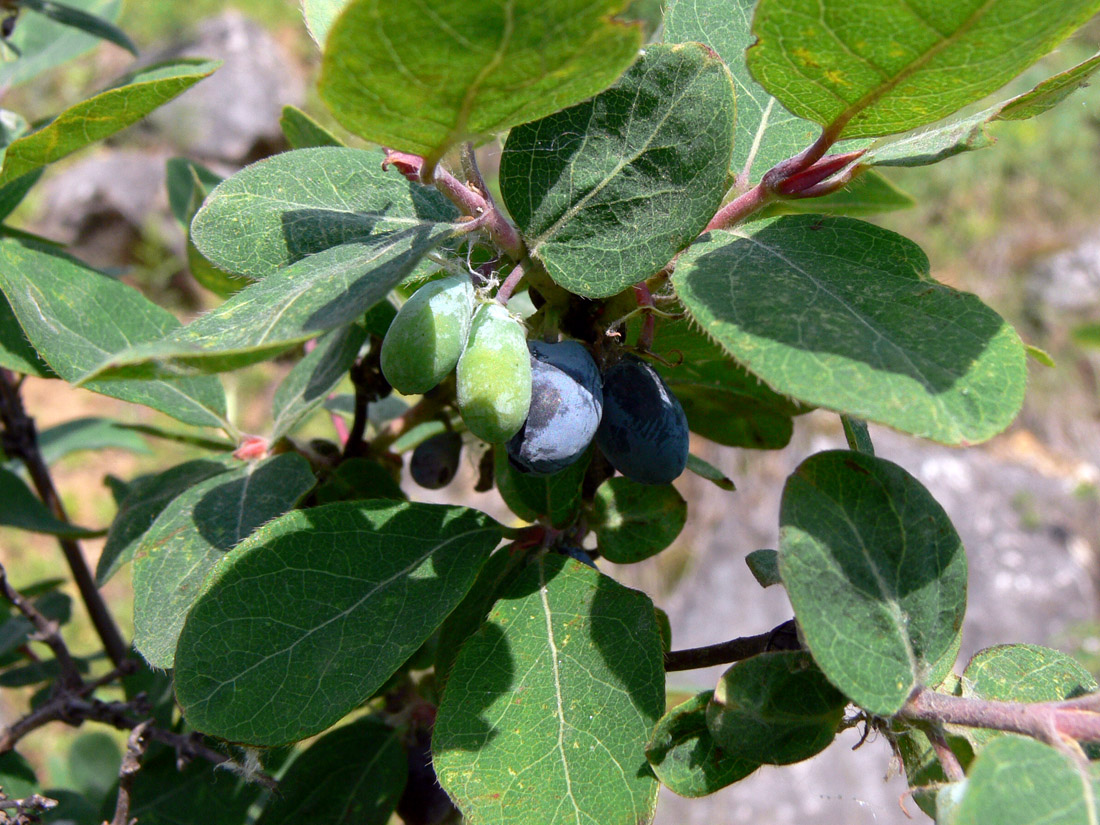 Image of Lonicera &times; subarctica specimen.