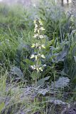 Phlomoides labiosa