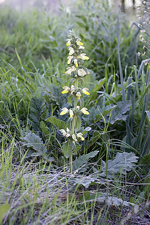 Image of Phlomoides labiosa specimen.