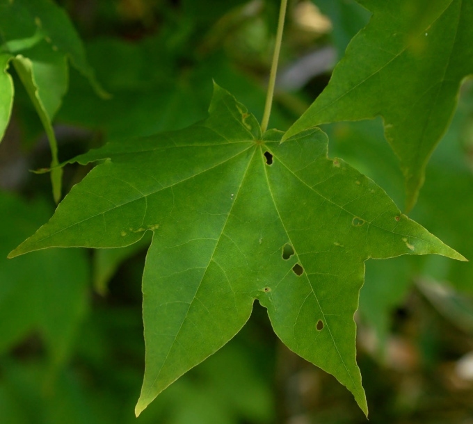 Image of Acer mayrii specimen.