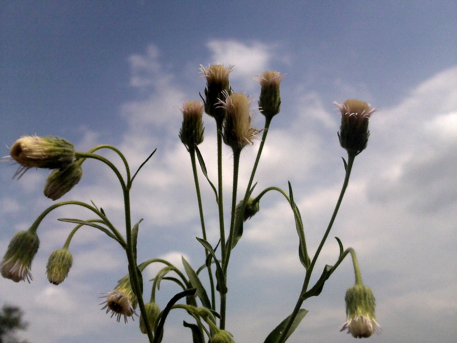 Изображение особи Erigeron podolicus.