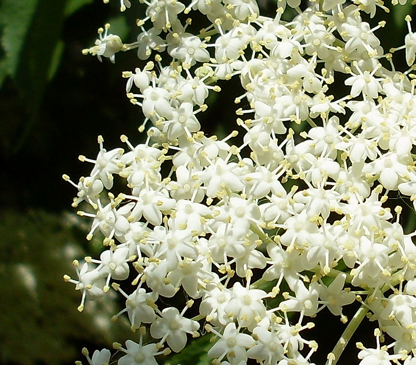 Image of Sambucus nigra specimen.