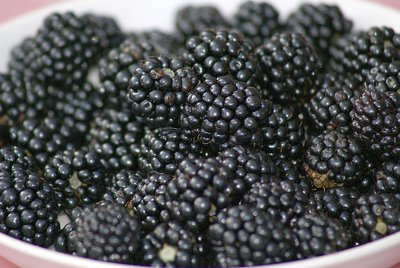 Image of Rubus allegheniensis specimen.