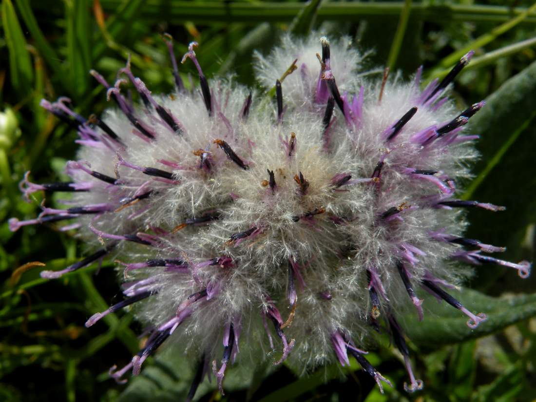 Image of Saussurea czichaczevii specimen.