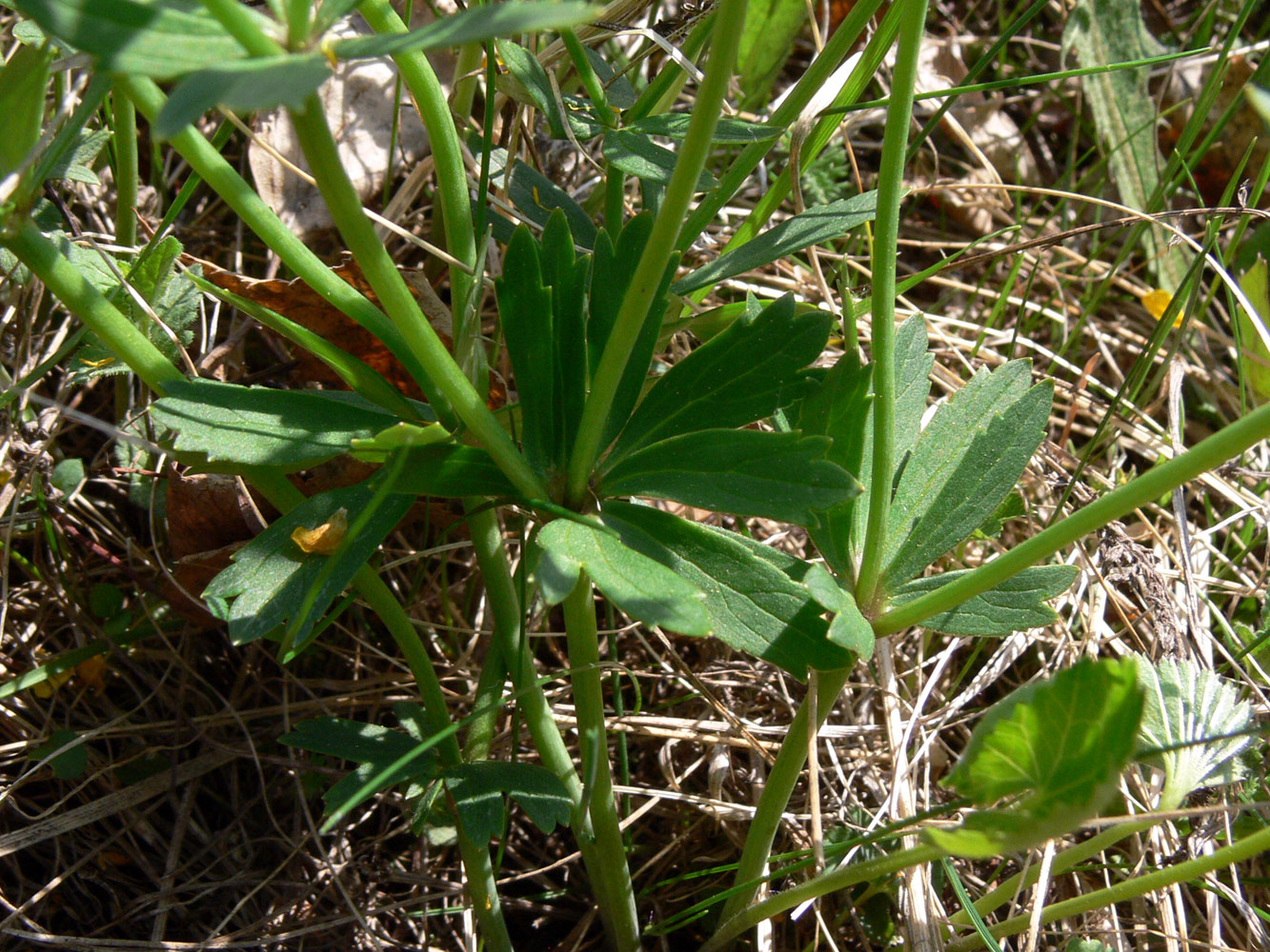 Image of Ranunculus cassubicus specimen.