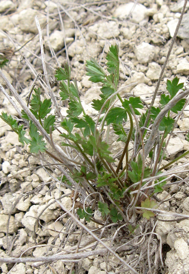 Image of Pimpinella tragium specimen.