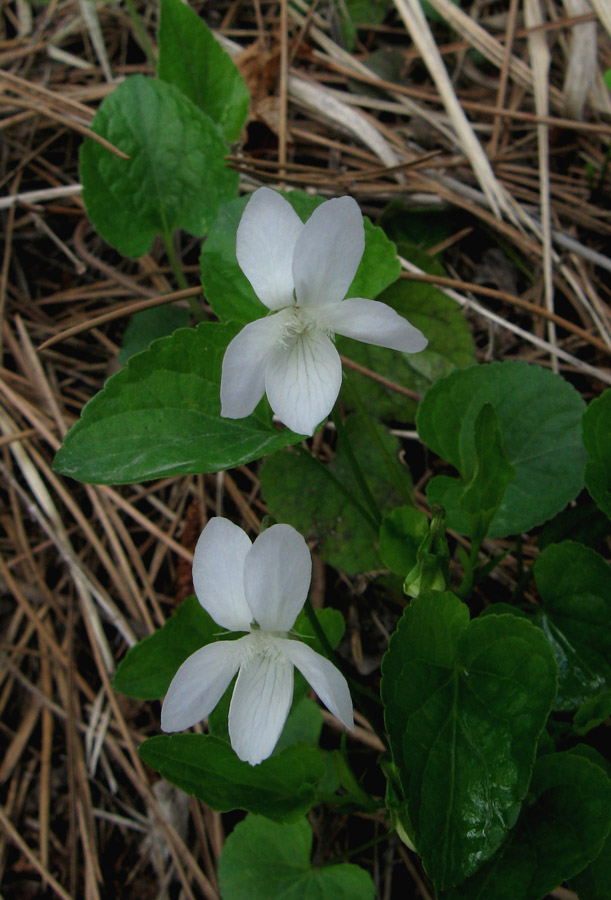 Image of Viola sieheana specimen.