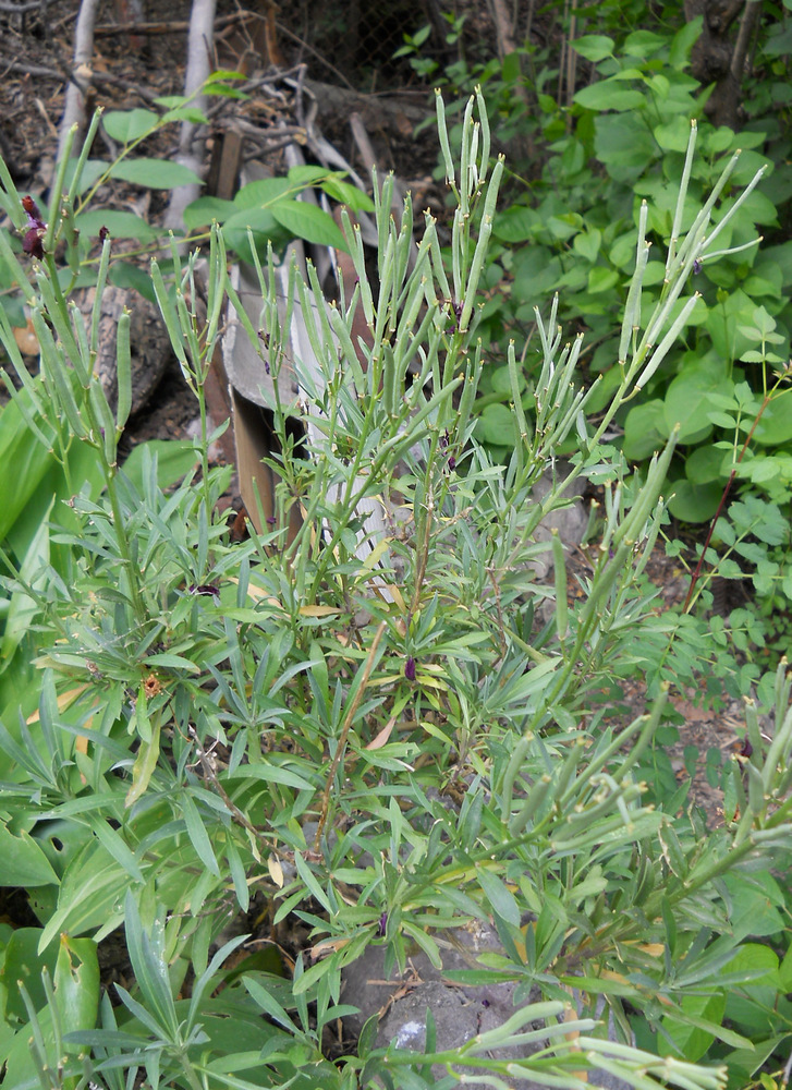 Image of Cheiranthus cheiri specimen.