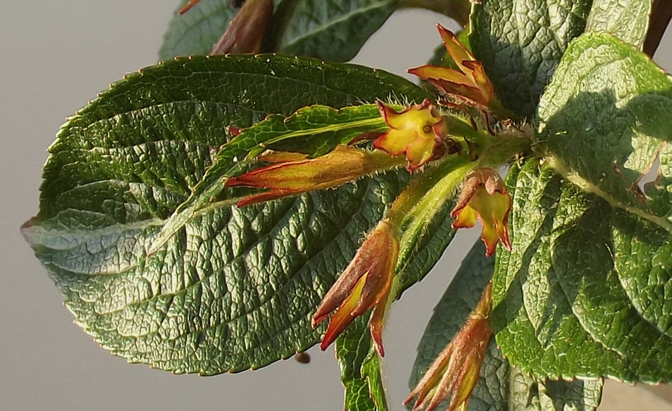 Image of Weigela florida specimen.