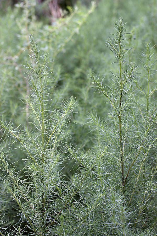 Image of Suaeda altissima specimen.