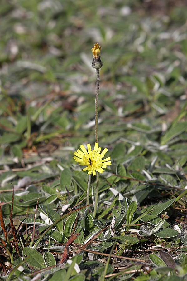 Изображение особи Pilosella officinarum.