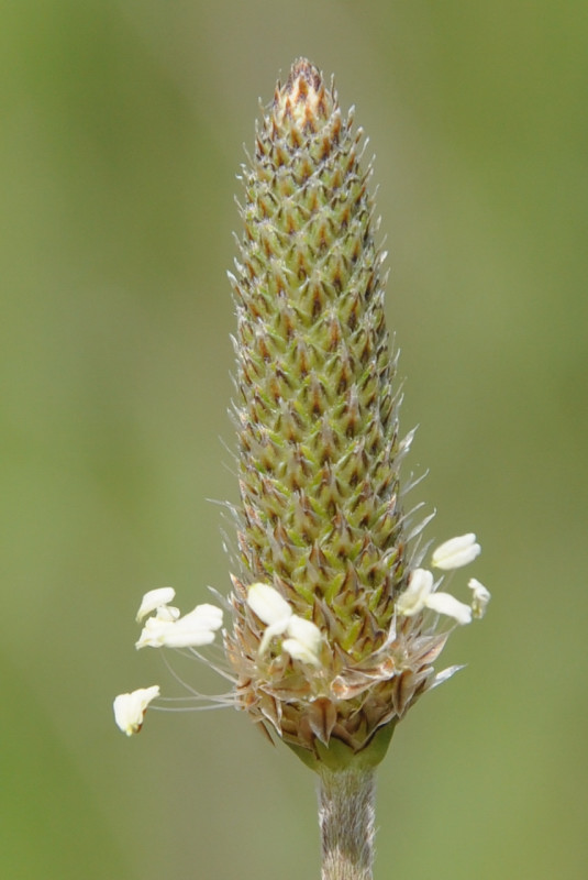 Image of Plantago lanceolata specimen.